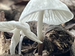 Marasmiellus candidus