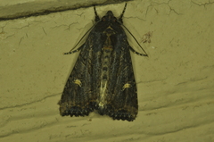 Helotropha reniformis