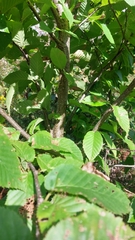 Ulmus