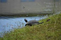Trachemys scripta