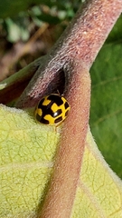 Propylea quatuordecimpunctata