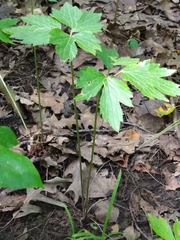 Ranunculus hispidus