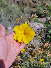 Balbisia peduncularis