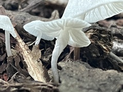 Marasmiellus candidus