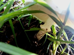 Fungi