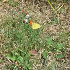Colias philodice