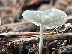 Marasmiellus candidus