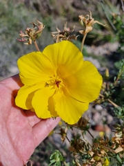 Balbisia peduncularis