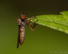 Holcocephala