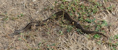 Vipera berus