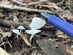 Marasmiellus candidus