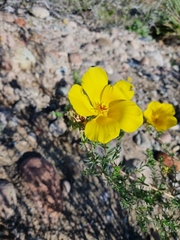 Balbisia peduncularis