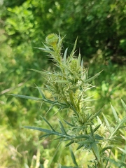Cirsium serrulatum