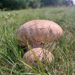 Tylopilus rubrobrunneus