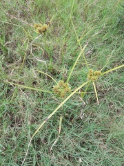 Cyperus eragrostis