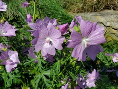 Malva moschata