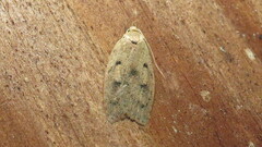 Machimia tentoriferella