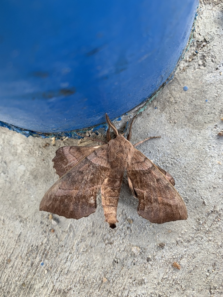 Walnut Sphinx from W Main St, Edna, TX, US on August 27, 2022 at 04:25 ...