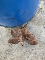 Amorpha juglandis