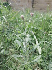 Cirsium arvense vestitum
