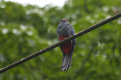 Trogon massena