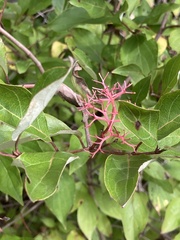 Cornus racemosa
