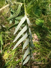 Cirsium serrulatum