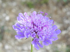Scabiosa columbaria