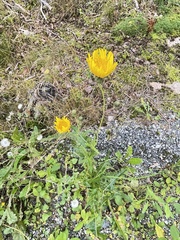 Sonchus arvensis