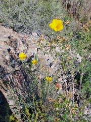Balbisia peduncularis