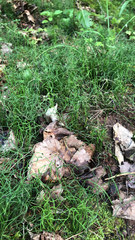 Equisetum scirpoides