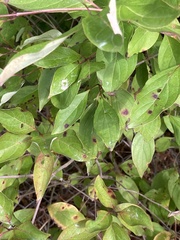 Cornus racemosa