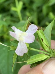 Mimulus alatus
