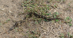 Vipera berus
