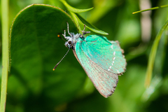 Callophrys rubi