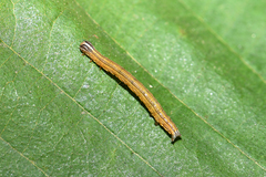 Euclidia glyphica