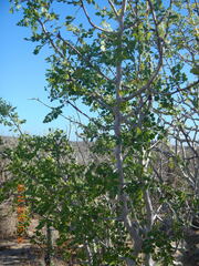 Bursera littoralis