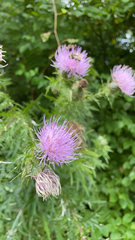 Cirsium discolor