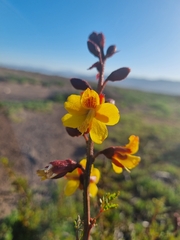 Erythrostemon angulatus