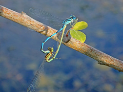Erythromma lindenii