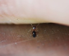 Synagelides agoriformis