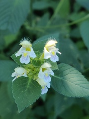 Galeopsis