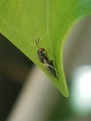 Pteromalidae