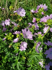 Malva moschata
