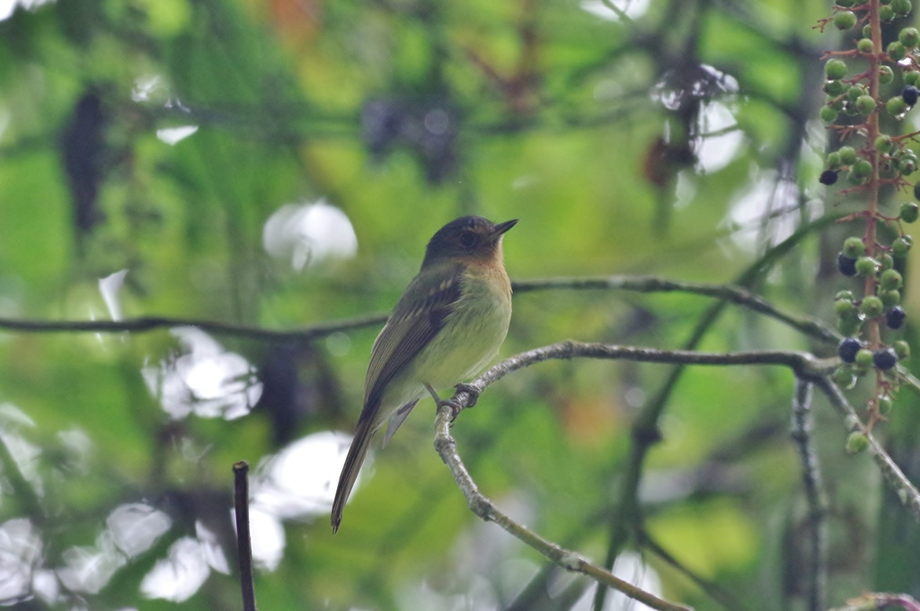 Rufous-breasted Flycatcher