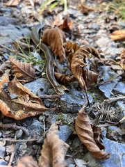 Thamnophis ordinoides