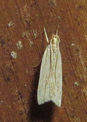 Helcystogramma hystricella