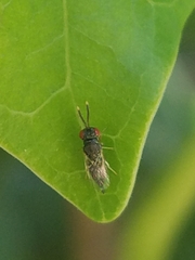 Pteromalidae