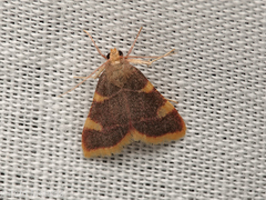 Hypsopygia costalis