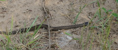Vipera berus